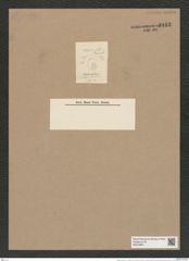 Melosira distans var. nivalis Grun. (de-Toni-Nr.: Genus 213, Species 5307) Zeichnungen Sammlung Grunow Nr. 9163 (NHMW-BOT-W0378941)